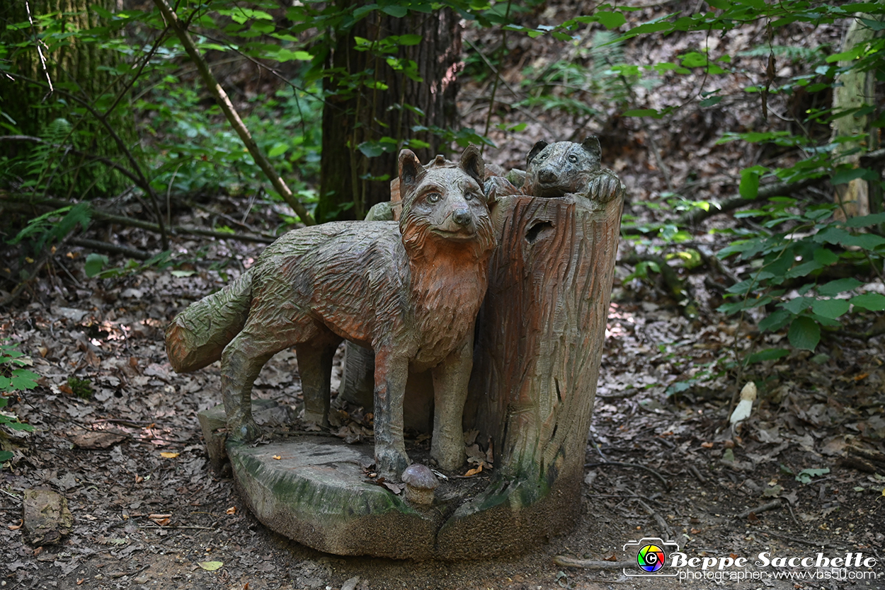 VBS_4691 - Il bosco fatato - Montaldo Roero.jpg